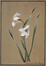 Толстой Ф.  Нарциссы